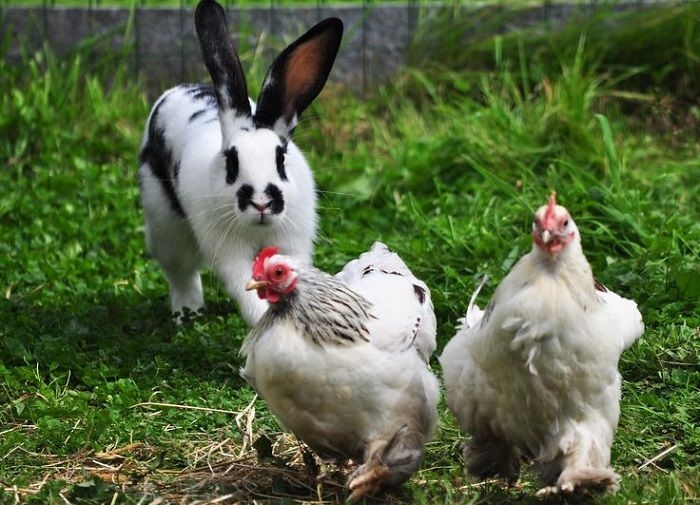 Чем заняться в свободное время? 🤣Госдума приняла закон, разрешающий разводить кур и кроликов на садовых и огородных участках.